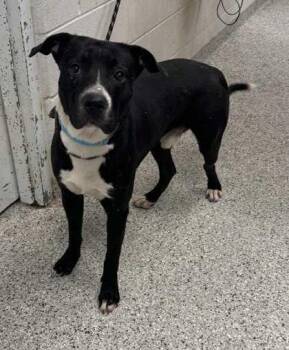 Pepe le Pew -  Mixed Breed Dog for Adoption in Kansas City, Missouri - Pepe Le Pew | PetCurious