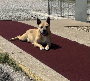 Mary Todd -  Pit Bull Terrier and German Shepherd Dog Dog for Adoption in Hiawatha, Kansas - Mary Todd | PetCurious