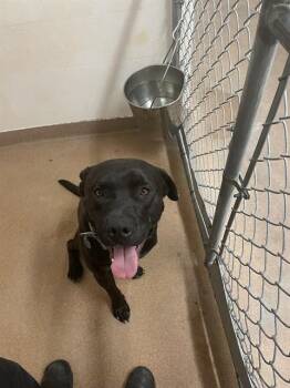 TANK -  Labrador Retriever and Mixed Breed Dog for Adoption in Casper, Wyoming - TANK | PetCurious