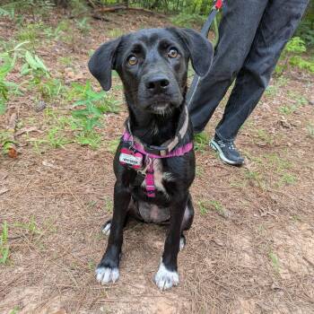 Whisper -  Labrador Retriever Dog for Adoption in Wake Forest, North Carolina - Whisper | PetCurious