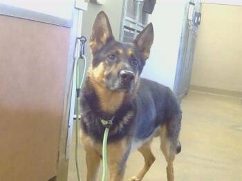 German Shepherd Dog Dogs Available for Adoption in Sacramento, California - A917222 | PetCurious