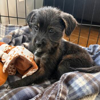 Tipper -  Terrier Dog for Adoption in Santa Fe, Texas - Tipper | PetCurious