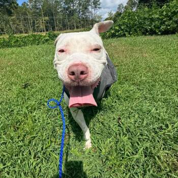 Gillie -  Mixed Breed Dog for Adoption in Auburn, Alabama - Gillie | PetCurious
