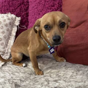 Rascal -  Chihuahua and Dachshund Dog for Adoption in San Francisco, California - Rascal | PetCurious