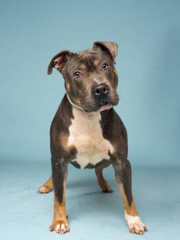 Constable Corndog -  Mixed Breed Dog for Adoption in Atlanta, Georgia - Constable Corndog | PetCurious