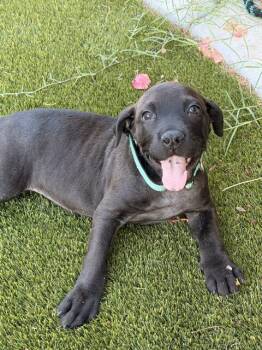 Kibble -  Cane Corso and Mixed Breed Dog for Adoption in Henderson, Nevada - Kibble | PetCurious