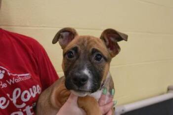 Labrador Retriever and Mixed Breed Dogs Available for Adoption in Kansas City, Missouri - Susie | PetCurious