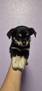 61535837 -  Chihuahua and Mixed Breed Dog for Adoption in El Paso, Texas - 61535837 | PetCurious