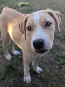 Mixed Breed Dogs Available for Adoption in Bellflower, California - OAKLEY | PetCurious