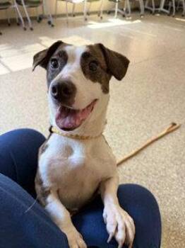 FIJI -  Basset Hound Dog for Adoption in Clyde, North Carolina - FIJI | PetCurious