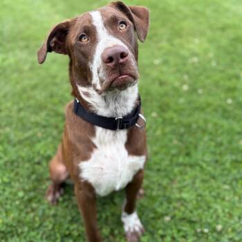 Fred Durst -  Mixed Breed Dog for Adoption in Morristown, Vermont - Fred Durst | PetCurious