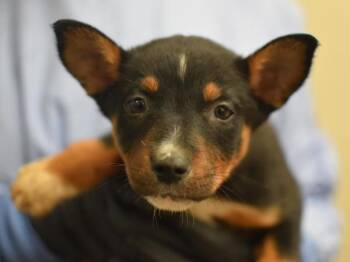 Anchovy -  Shepherd and Australian Cattle Dog Blue Heeler Dog for Adoption in Portland, Oregon - Anchovy | PetCurious
