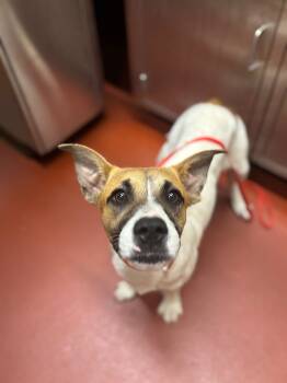 Rescue Mixed Breed Dogs for Adoption in Douglasville, Georgia - Keller | PetCurious