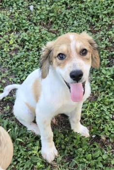Merlin (Meet Me 8/15) -  Great Pyrenees Dog for Adoption in Gainesville, Virginia - Merlin (Meet Me 8/15) | PetCurious