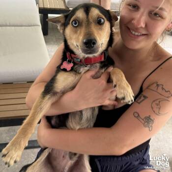 Cameron -  Terrier Dog for Adoption in Washington, District Of Columbia - Cameron | PetCurious