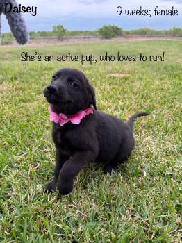 Black Labrador Retriever and German Shepherd Dog Dogs Available for Adoption in Paramus, New Jersey - Daisey | PetCurious