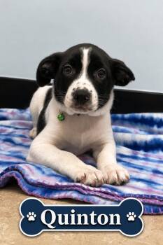 Quinton -  Border Collie Dog for Adoption in Casselberry, Florida - Quinton | PetCurious