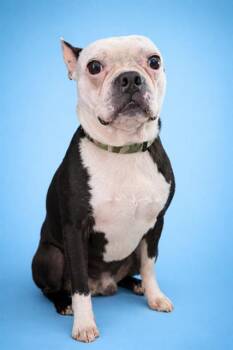 Boston Terrier Dogs Available for Adoption in Jacksonville, Florida - RUCKUS | PetCurious