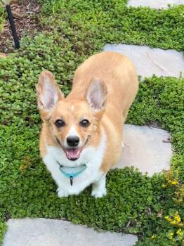 Cuddles -  Corgi Dog for Adoption in Denver, Colorado - Cuddles | PetCurious