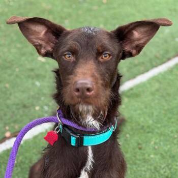 Rescue German Wirehaired Pointer and Standard Poodle Dogs for Adoption in San Diego, California - Kern | PetCurious