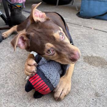Australian Kelpie and Mixed Breed Dogs Available for Adoption in Nashville, Tennessee - Kermit | PetCurious