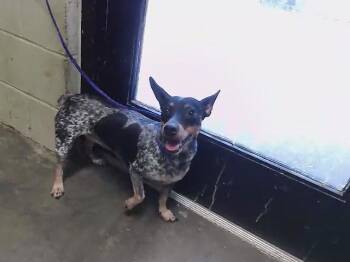 LUNA -  Dachshund and Mixed Breed Dog for Adoption in Tulsa, Oklahoma - LUNA | PetCurious