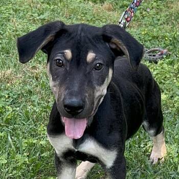 Rescue German Shepherd Dog and Labrador Retriever Dogs for Adoption in Bellaire, Texas - Teddy | PetCurious