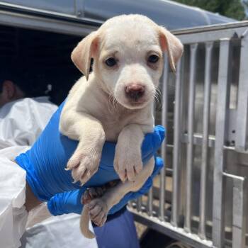 Fig -  Shepherd Dog for Adoption in Edinburg, Texas - Fig | PetCurious