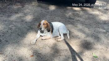 Bluetick Coonhound and Mixed Breed Dogs Available for Adoption in Ocala, Florida - ARYA | PetCurious
