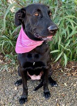 Rescue Black Labrador Retriever Dogs for Adoption in Spring, Texas - Lucy | PetCurious