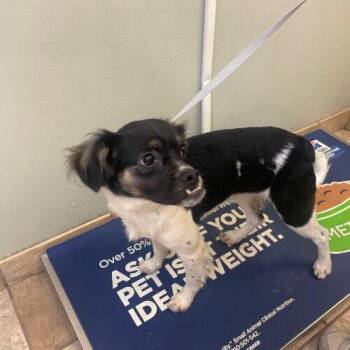 Diego -  Pug and Mixed Breed Dog for Adoption in Seattle, Washington - Diego | PetCurious