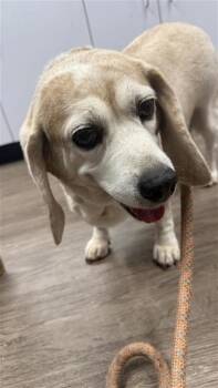 Mixed Breed Dogs Available for Adoption in West Chester, Pennsylvania - Seragay FKA Teri | PetCurious