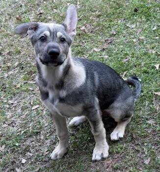 Belgian Shepherd Malinois and Husky Dogs Available for Adoption - Champ | PetCurious