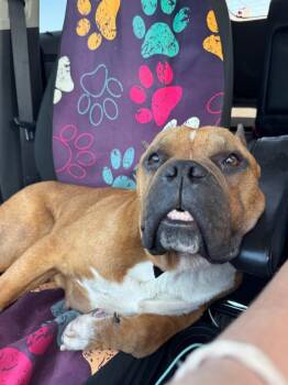 Sweet Poppy -  Bull Terrier Dog for Adoption in Charlotte, Michigan - Sweet Poppy | PetCurious