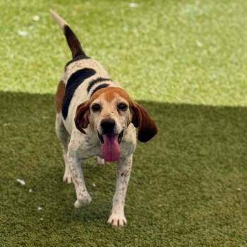 Rescue Beagle Dogs for Adoption in Breinigsville, Pennsylvania - Skeeter | PetCurious