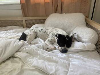 Rescue American Staffordshire Terrier and Australian Cattle Dog Blue Heeler Dogs for Adoption in Locust, North Carolina - Storm (courtesy Post For Local Shelter) | PetCurious