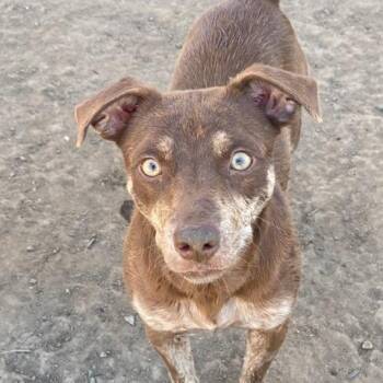 Rainbow -  Chihuahua Dog for Adoption in Madras, Oregon - Rainbow | PetCurious