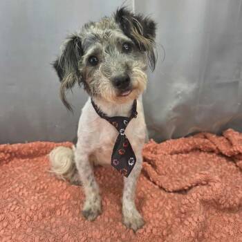 Norwich Terrier Dogs Available for Adoption in Foley, Alabama - Lucky | PetCurious