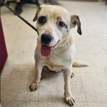 Wanda -  Mixed Breed Dog for Adoption in Fairfax, Virginia - Wanda | PetCurious