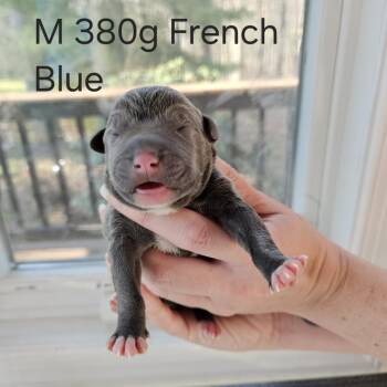 Labrador Retriever and Mastiff Dogs Available for Adoption in Fairfax Station, Virginia - Birdie Pup - Sparrow | PetCurious