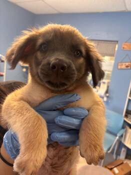 Charlie Sue pink collar -  Mixed Breed Dog for Adoption in Morgantown, Kentucky - Charlie Sue Pink Collar | PetCurious