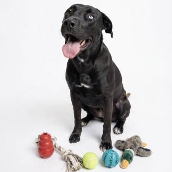 Buster -  Black Labrador Retriever and American Staffordshire Terrier Dog for Adoption in Seguin, Texas - Buster | PetCurious