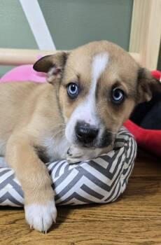 Australian Shepherd Dogs Available for Adoption - Julia | PetCurious