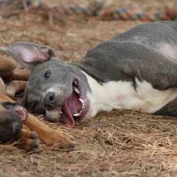 Rescue Pit Bull Terrier Dogs for Adoption in Valley, Alabama - Poncho | PetCurious