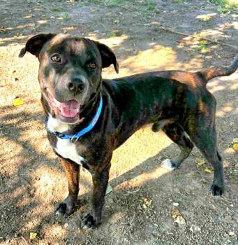 American Bully Dogs Available for Adoption in Dickinson, Texas - Terry | PetCurious