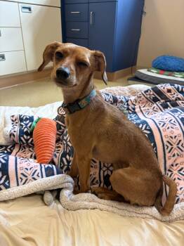 Eva -  Italian Greyhound and Chihuahua Dog for Adoption - Eva | PetCurious