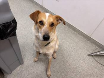 Australian Cattle Dog Blue Heeler and Great Pyrenees Dogs Available for Adoption - TEO | PetCurious