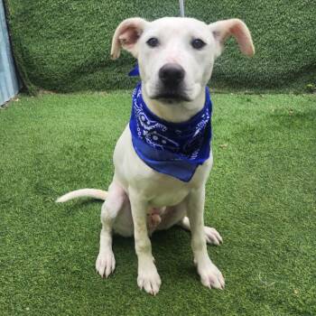 German Shepherd Dog Dogs Available for Adoption - Luke | PetCurious