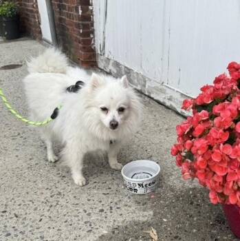 this is OSITIO - 5 yr old male spitz, fixed and up to date on ra -  Spitz Dog for Adoption in Clifton, New Jersey - This Is OSITIO - 5 Yr Old Male Spitz, Fixed And Up To Date On Ra | PetCurious