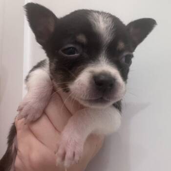 Aussie 4 -  Australian Shepherd and Mixed Breed Dog for Adoption in Baton Rouge, Louisiana - Aussie 4 | PetCurious